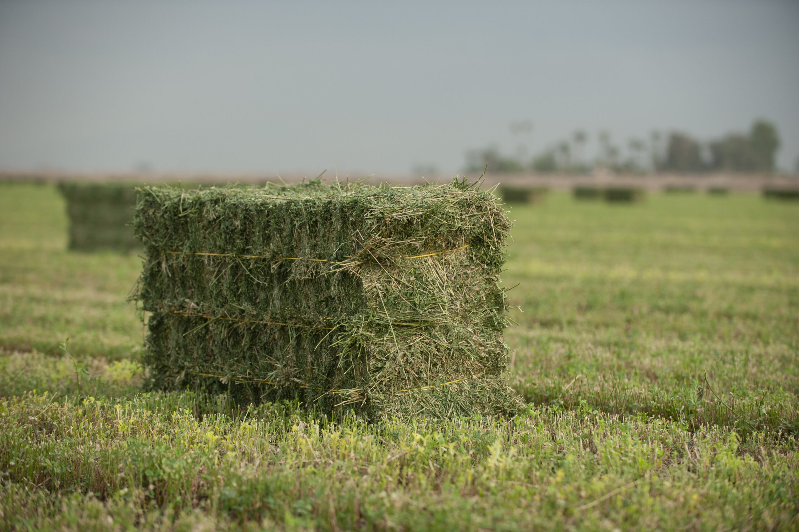 Premium Alfalfa Hay Cut and Baled for Domestic Market